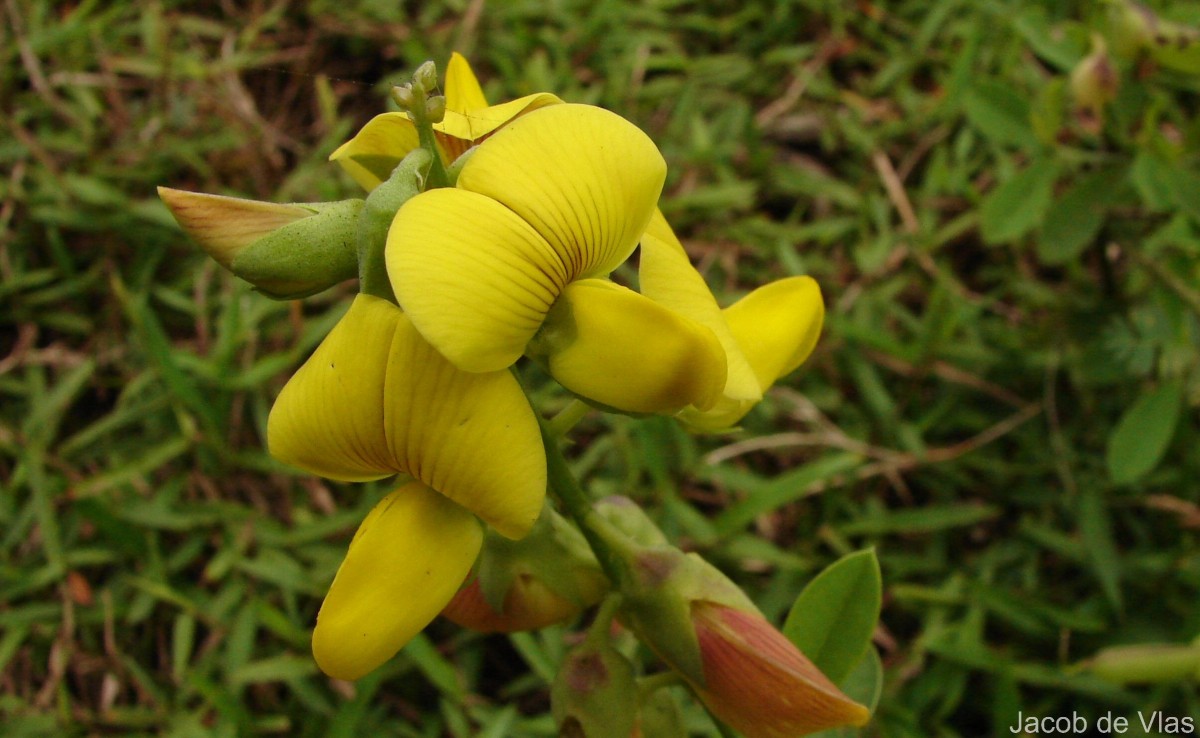 Crotalaria retusa L.